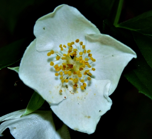 {Philadelphus inodorus}
